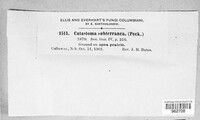 Disciseda subterranea image